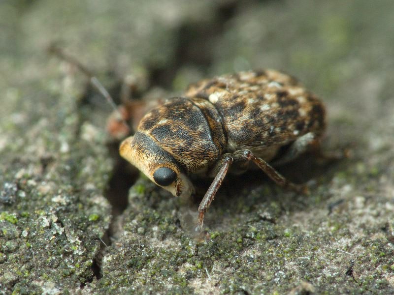 Exechesops foliatus Frieser & R., 1995